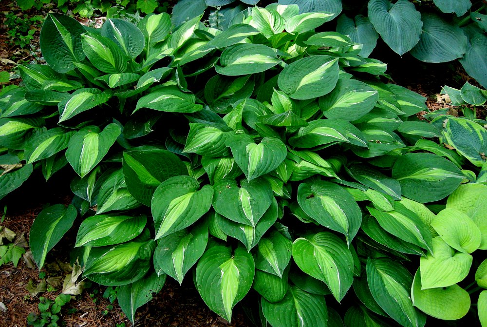 Hosta 'Striptease'