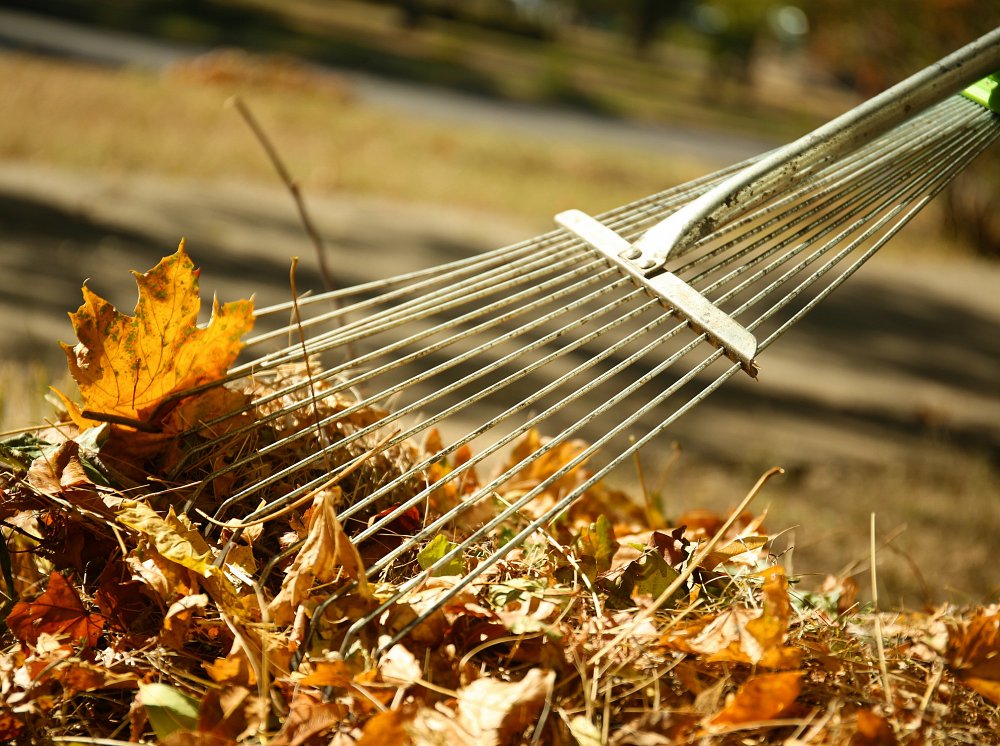 Leaf Collection