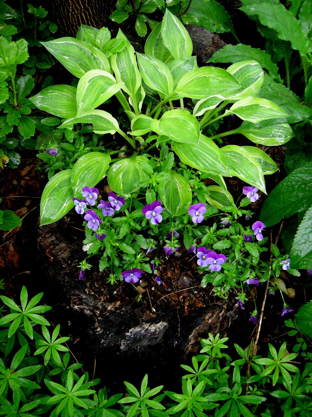 Hosta 'Hanky Panky'